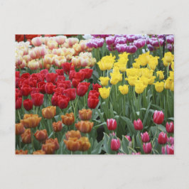 Nederland, Keukenhoff-tuinen, tulpen. Briefkaart