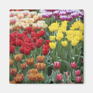 Nederland, Keukenhoff-tuinen, tulpen. Magneet