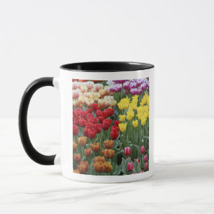 Nederland, Keukenhoff-tuinen, tulpen. Mok
