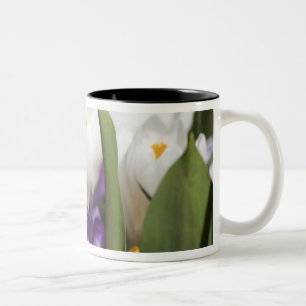 Nederland, Keukenhoff-tuinen, Tulpen. Tweekleurige Koffiemok