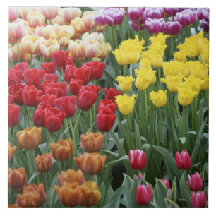 Nederland, Keukenhofftuinen, tulpen. Tegeltje
