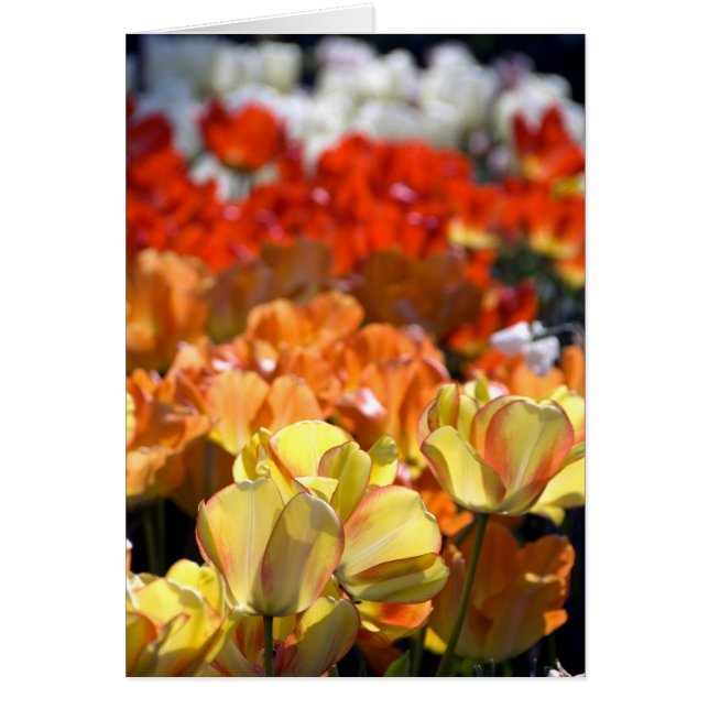 Nederland, Lisse. Keukenhof (Voorkant)