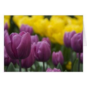 Nederland, Lisse. Keukenhof 10