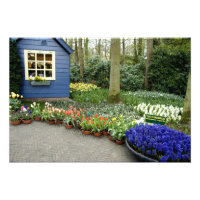 Nederland, Lisse. Keukenhof 11
