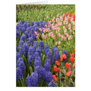 Nederland, Lisse. Keukenhof 2