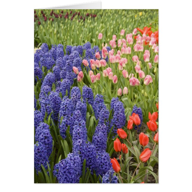 Nederland, Lisse. Keukenhof 2 (Voorkant)
