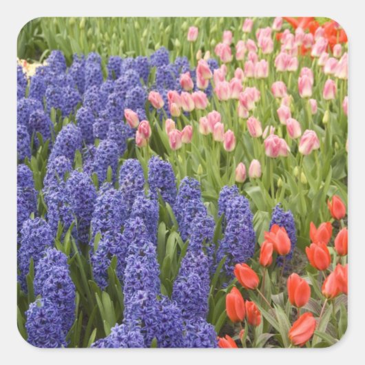 Nederland, Lisse. Keukenhof 2 Vierkante Sticker (Voorkant)