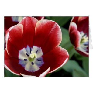 Nederland, Lisse. Keukenhof 3