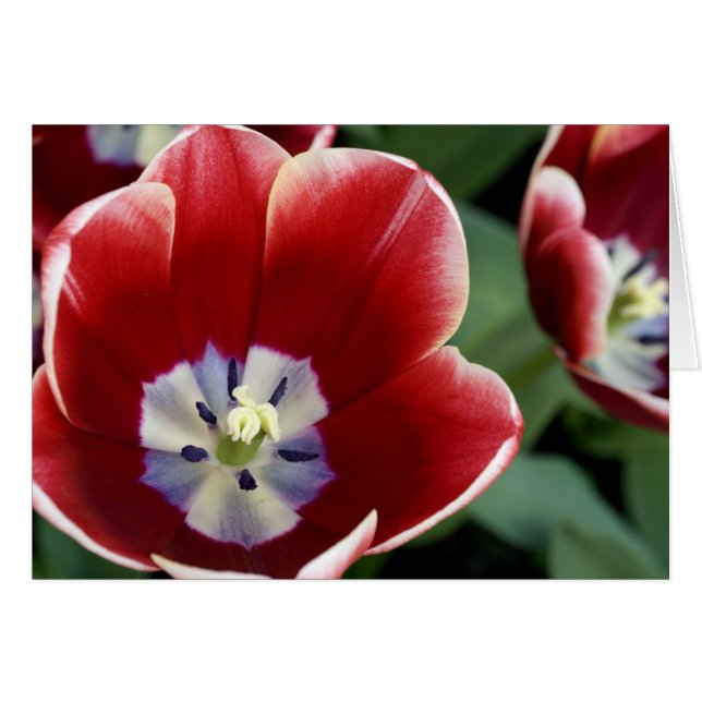 Nederland, Lisse. Keukenhof 3 (Voorkant Horizontaal)