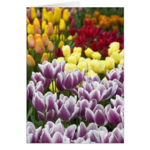 Nederland, Lisse. Keukenhof 3