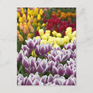 Nederland, Lisse. Keukenhof 3 Briefkaart