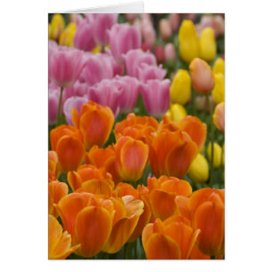 Nederland, Lisse. Keukenhof 4
