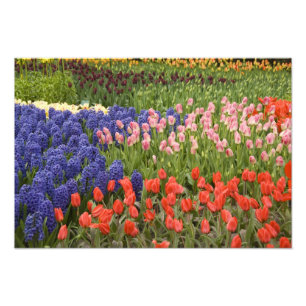 Nederland, Lisse. Keukenhof 4 Foto Afdruk