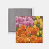 Nederland, Lisse. Keukenhof 4 Magneet (Voorkant / Achterkant)
