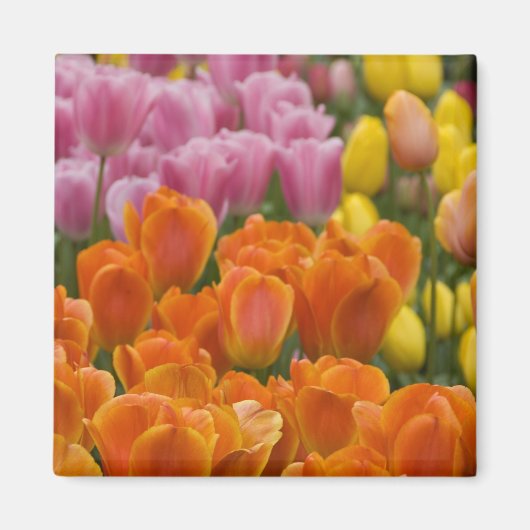 Nederland, Lisse. Keukenhof 4 Magneet (Voorkant)