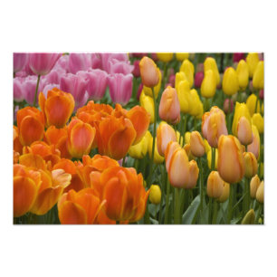 Nederland, Lisse. Keukenhof 5 Foto Afdruk