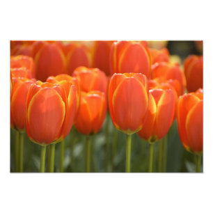 Nederland, Lisse. Keukenhof 7 Foto Afdruk
