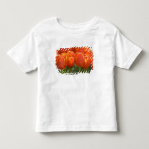 Nederland, Lisse. Keukenhof 7 Kinder Shirts