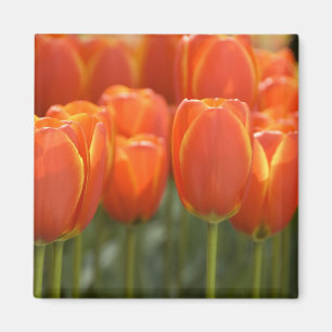 Nederland, Lisse. Keukenhof 7 Magneet