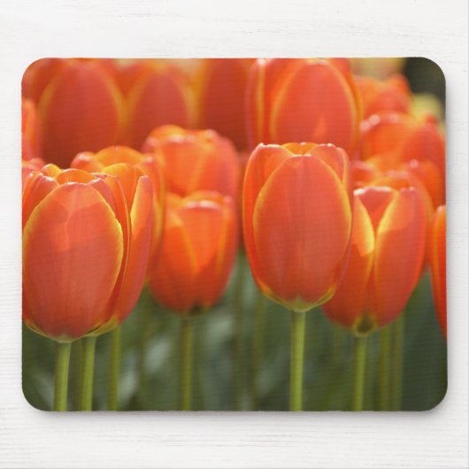 Nederland, Lisse. Keukenhof 7 Muismat (Voorkant)