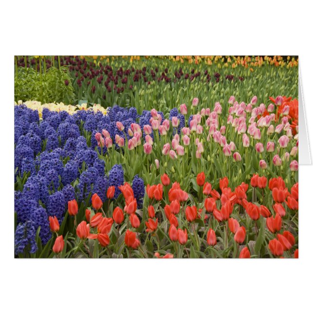 Nederland, Lisse. Keukenhof 8 (Voorkant Horizontaal)