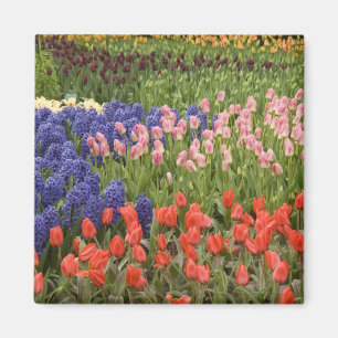 Nederland, Lisse. Keukenhof 8 Magneet
