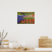 Nederland, Lisse. Keukenhof 8 Poster (Keuken)