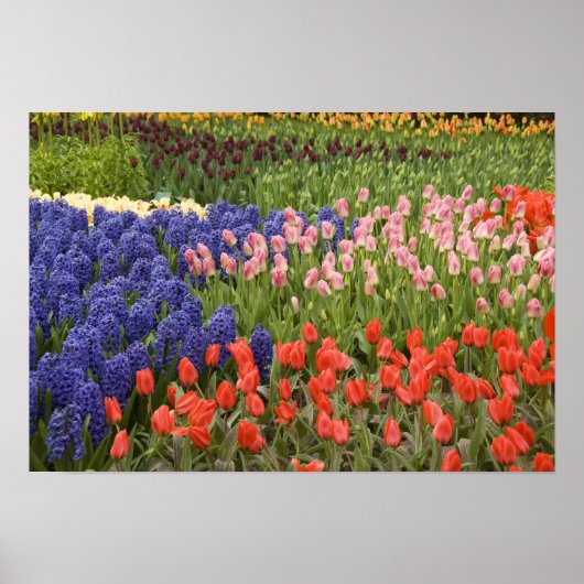 Nederland, Lisse. Keukenhof 8 Poster (Voorkant)