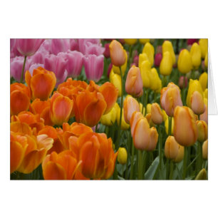 Nederland, Lisse. Keukenhof 9