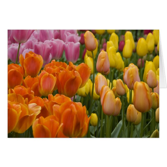 Nederland, Lisse. Keukenhof 9 (Voorkant Horizontaal)