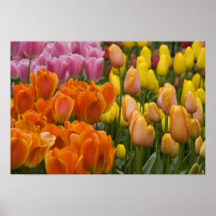 Nederland, Lisse. Keukenhof 9 Poster