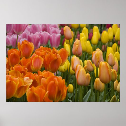 Nederland, Lisse. Keukenhof 9 Poster (Voorkant)