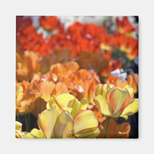 Nederland, Lisse. Keukenhof Magneet