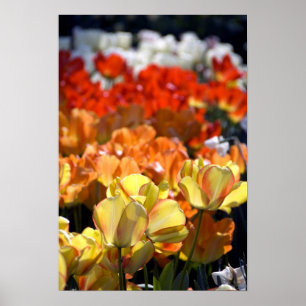 Nederland, Lisse. Keukenhof Poster