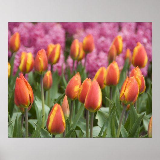 Nederland, Lisse. Keukenhof Poster (Voorkant)