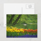 Nederland, Lisse. Witte zwanen op vijver Briefkaart (Voorkant / Achterkant)