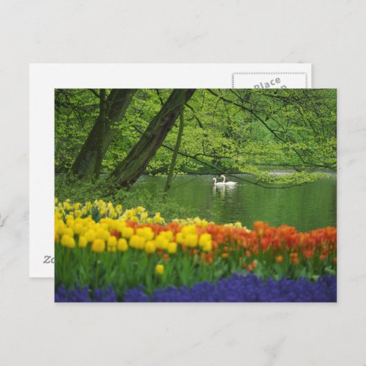 Nederland, Lisse. Witte zwanen op vijver Briefkaart (Voorkant / Achterkant)