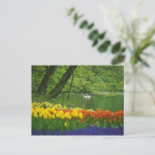 Nederland, Lisse. Witte zwanen op vijver Briefkaart (Staand voorkant)