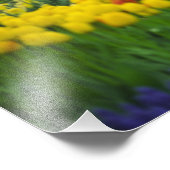 Nederland, Lisse. Witte zwanen op vijver Foto Afdruk (Hoek)