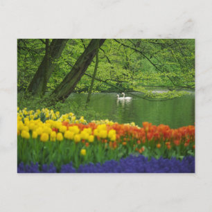 Nederland, Lisse. Witte zwanen op vijver te midden Briefkaart