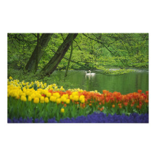 Nederland, Lisse. Witte zwanen op vijver te midden Foto Afdruk