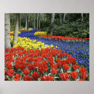 Nederland, Nederland, Nederland, Lisse, Keukenhof  Poster