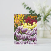 Nederland (ook bekend als Holland), Lisse. Keukenh Briefkaart (Staand voorkant)