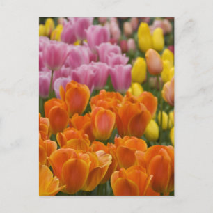 Nederland (ook bekend als Holland), Lisse. Keukenh Briefkaart