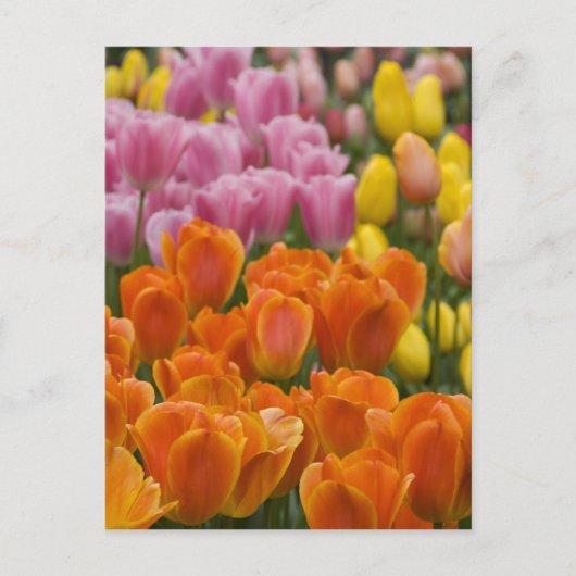 Nederland (ook bekend als Holland), Lisse. Keukenh Briefkaart (Voorkant)