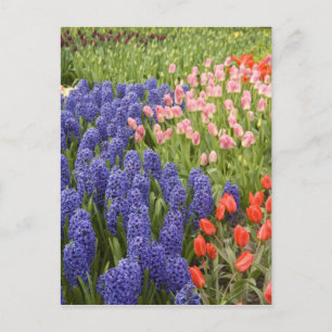 Nederland (ook bekend als Holland), Lisse. Keukenh Briefkaart