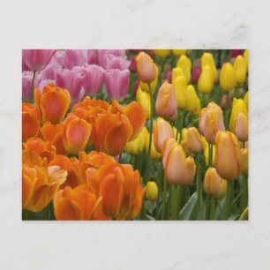 Nederland (ook bekend als Holland), Lisse. Keukenh Briefkaart