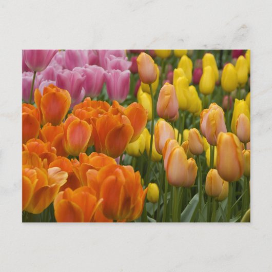 Nederland (ook bekend als Holland), Lisse. Keukenh Briefkaart (Voorkant)