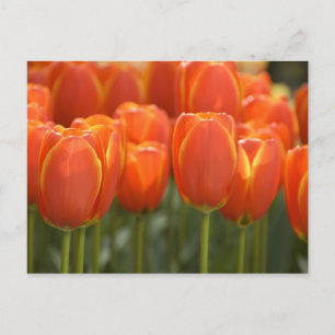 Nederland (ook bekend als Holland), Lisse. Keukenh Briefkaart