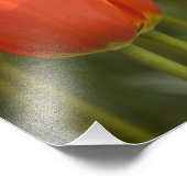 Nederland (ook bekend als Holland), Lisse. Keukenh Foto Afdruk (Hoek)